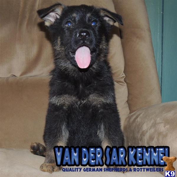 German Shepherd Puppies in FL